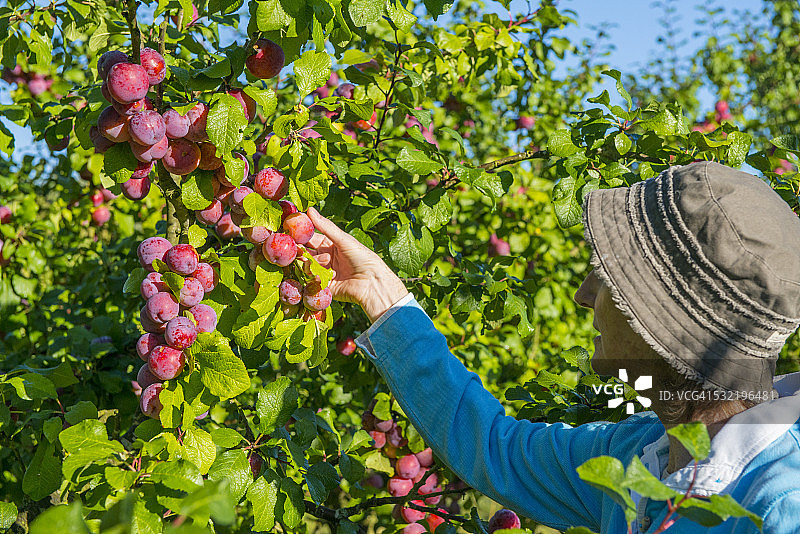 采摘李子的果农（诺福克）图片素材