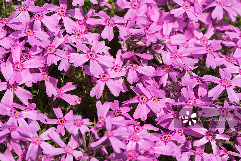 Marjorie品种的福禄考图片素材