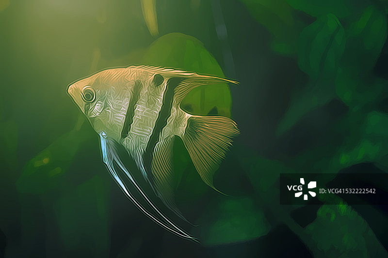 天使鱼 - 数字绘画风格图片素材