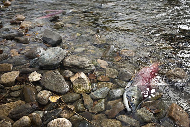 死去的红鲑鱼躺在河边图片素材