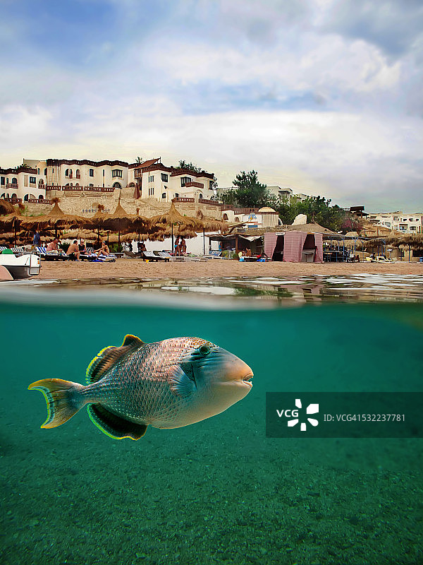 黄缘扳机鲀图片素材