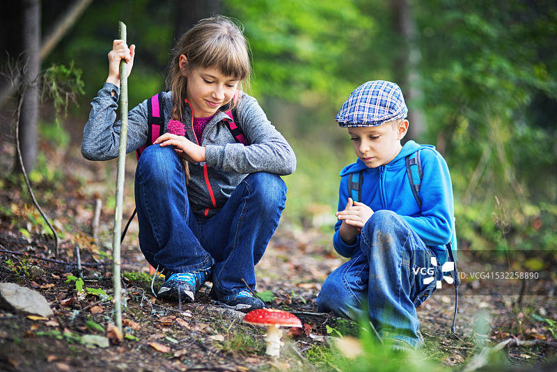 小徒步者发现了伞菌图片素材