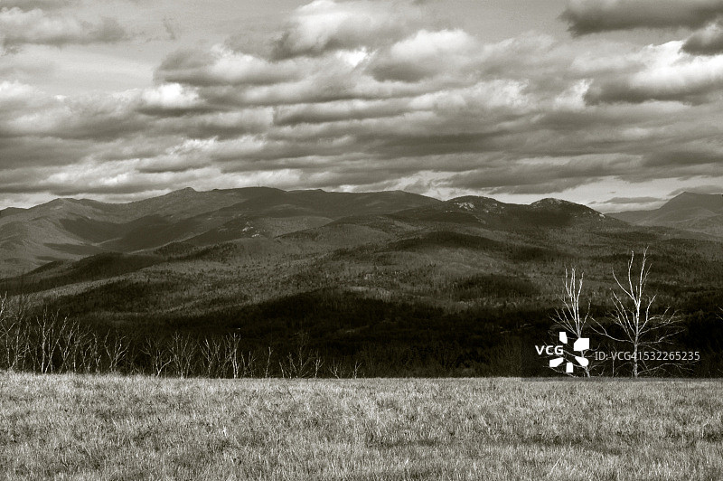 两棵白桦树图片素材