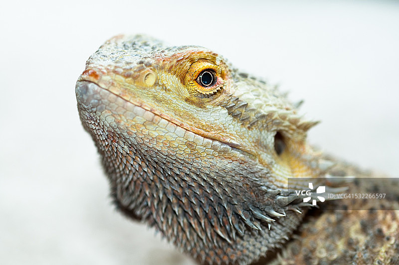 白色背景下的鬃狮蜥图片素材