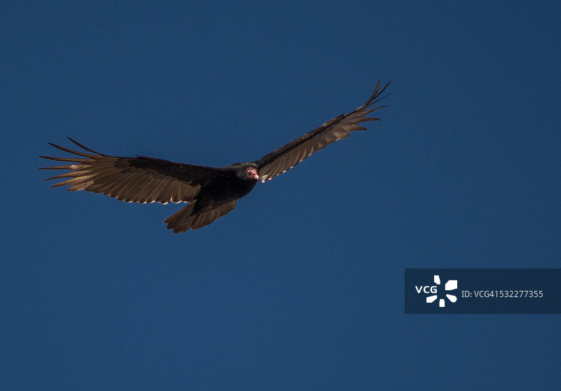 飞行中的红头美洲鹫图片素材