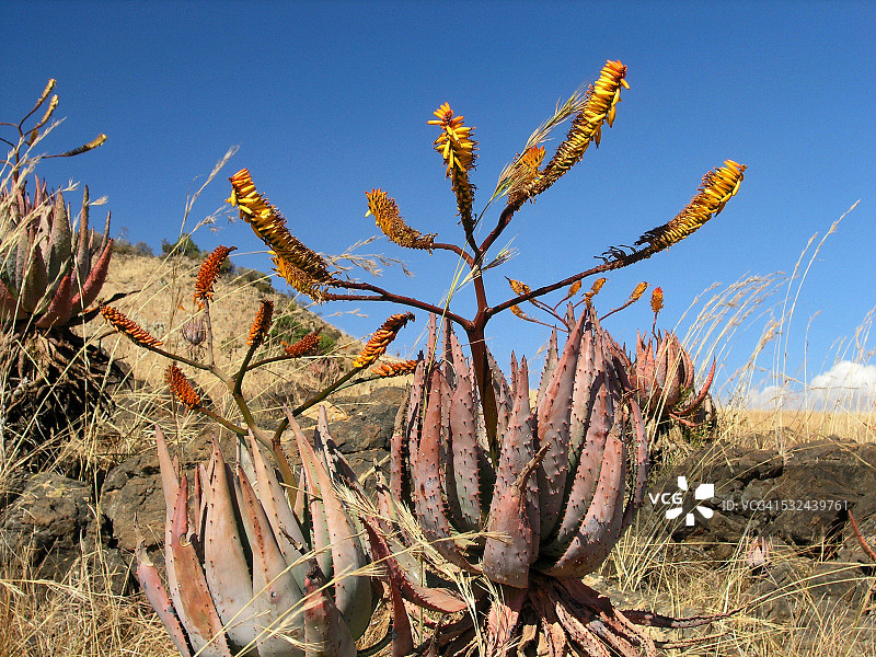 盛开的非洲芦荟图片素材
