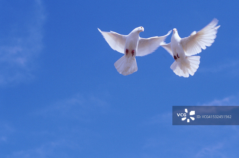 一对飞翔的鸽子图片素材