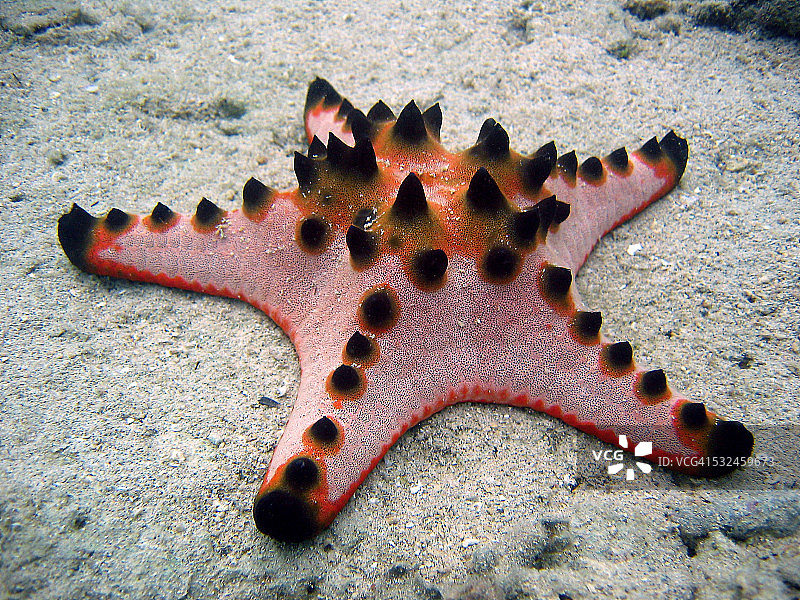 巧克力碎片海星图片素材