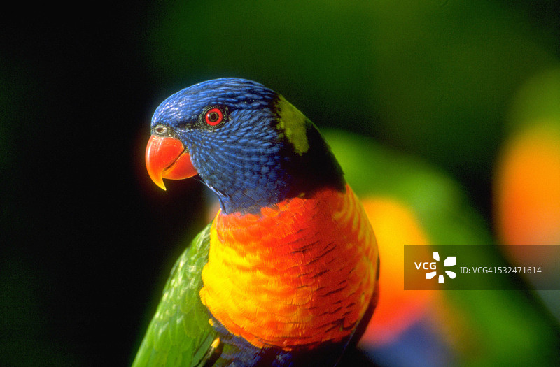 吸蜜鹦鹉图片素材