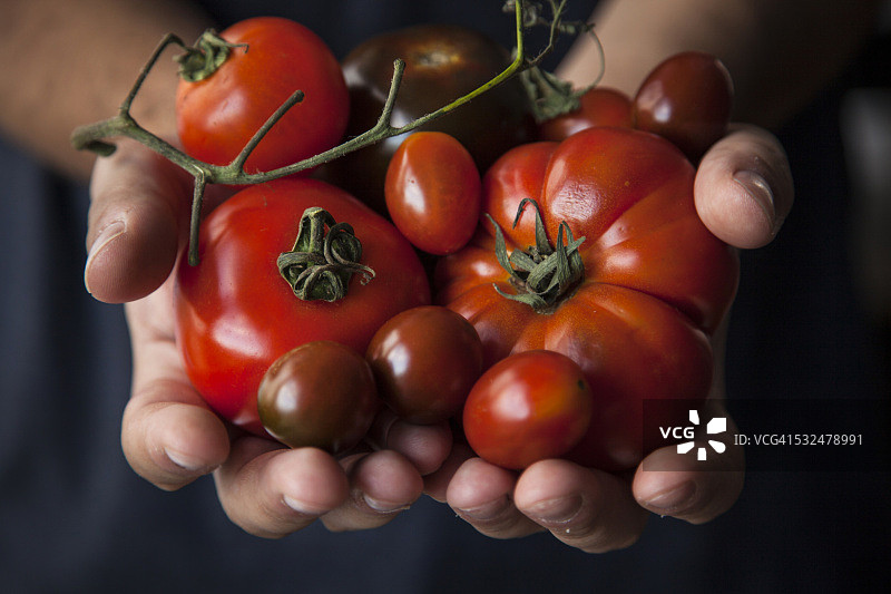 手拿几个品种的西红柿图片素材