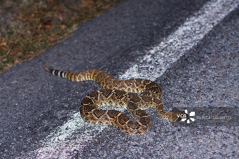 西部菱斑响尾蛇过马路图片素材