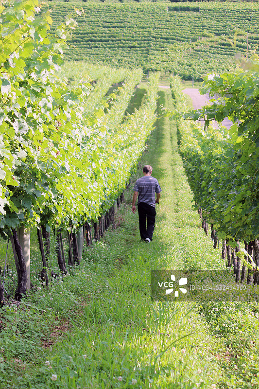 漫步在葡萄园中图片素材