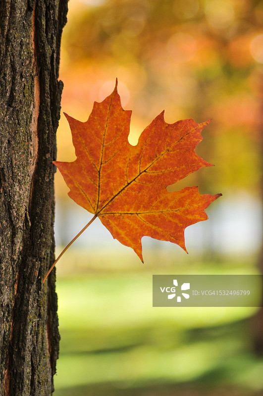 挂在树上的枫叶图片素材