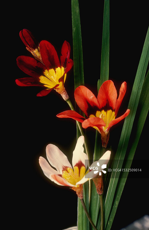 玉米百合图片素材