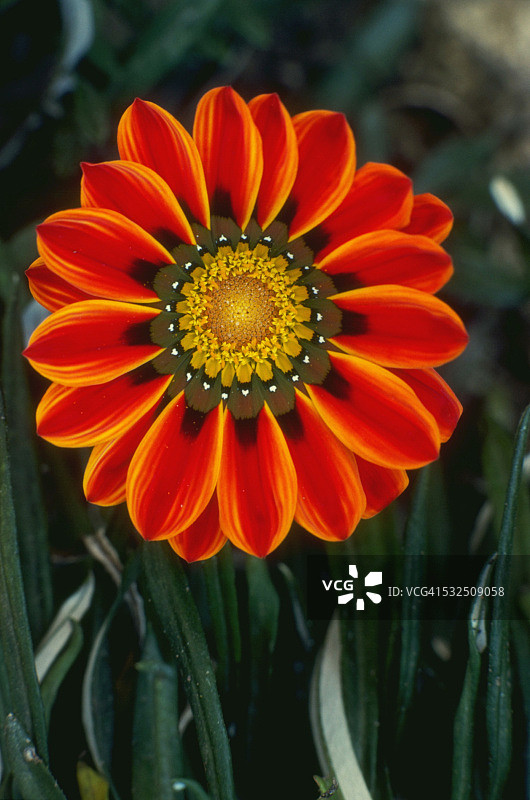 橙色宝藏花特写图片素材