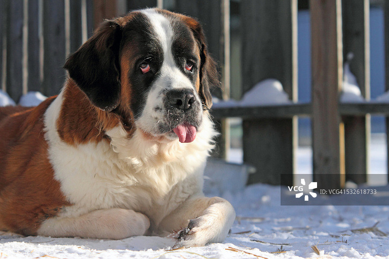 圣伯纳犬伸出舌头图片素材