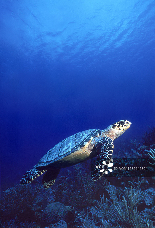 在蓝色海水中游泳的海龟图片素材