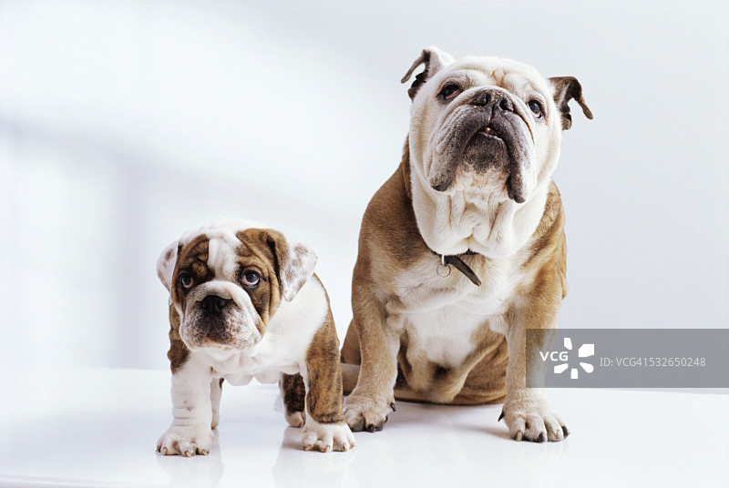 英国斗牛犬和小狗图片素材