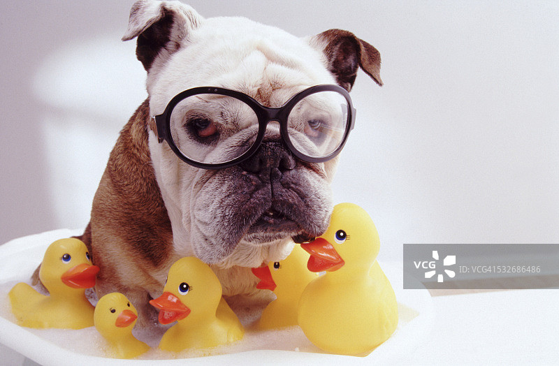 洗澡的斗牛犬图片素材