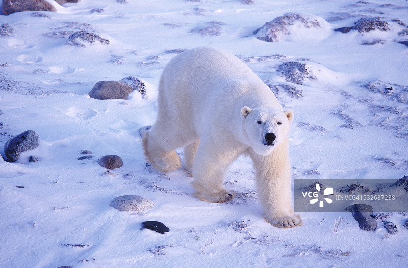 马尼托巴丘吉尔的北极熊图片素材