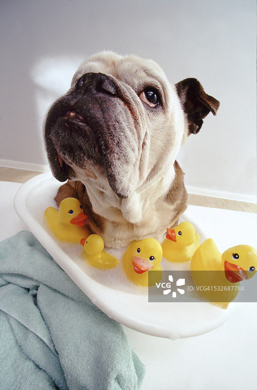 在小鸭泡泡浴中的斗牛犬图片素材