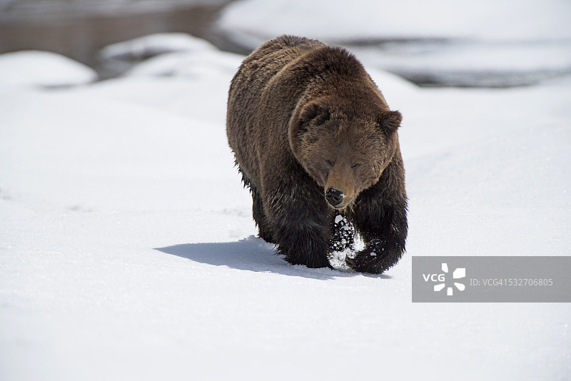灰熊漫步图片素材