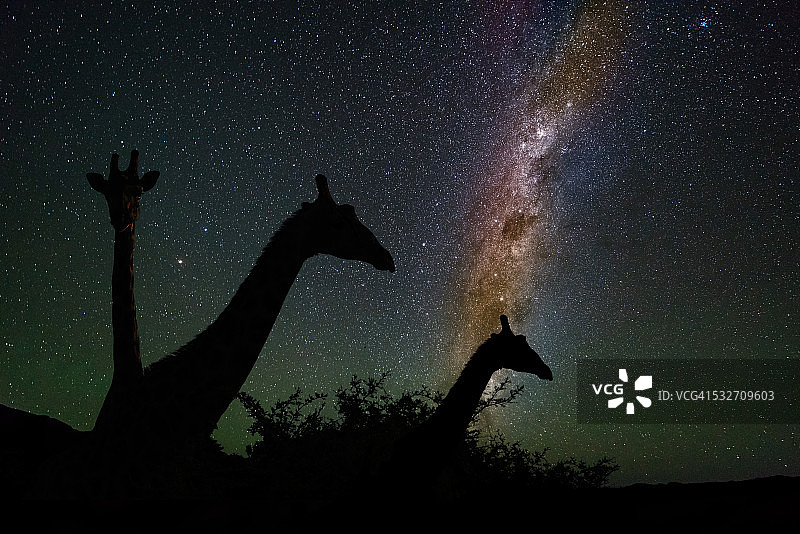 非洲纳米比亚星空下的长颈鹿图片素材