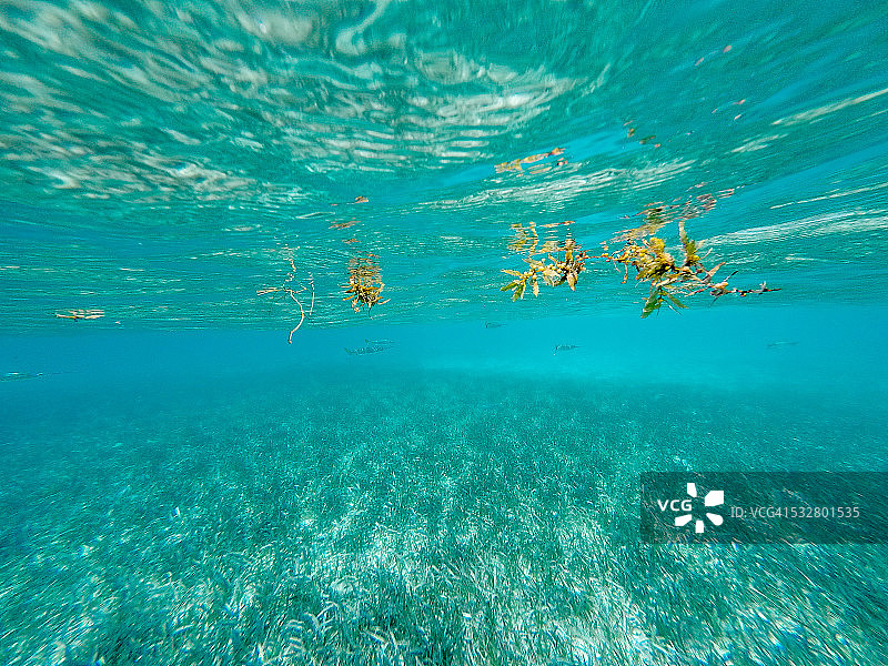 与针鱼一起浮潜图片素材