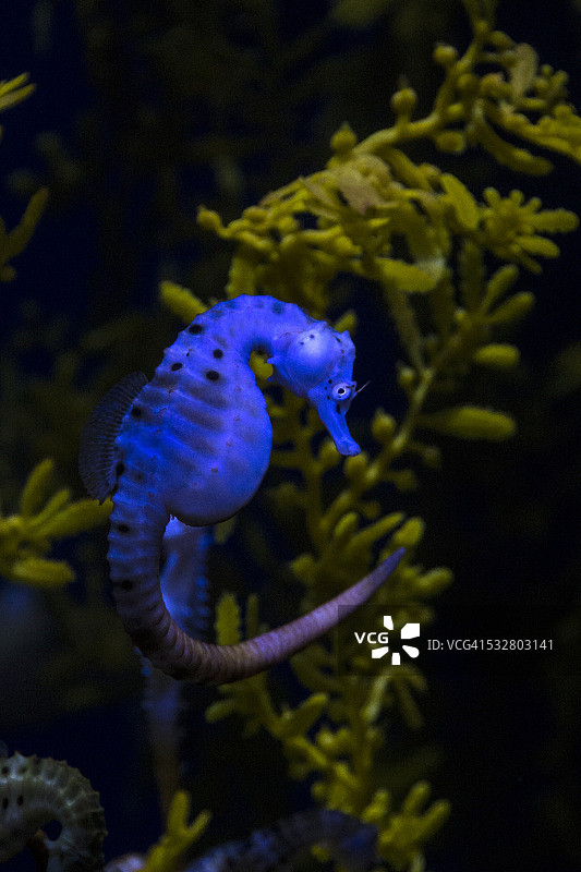 大肚海马图片素材