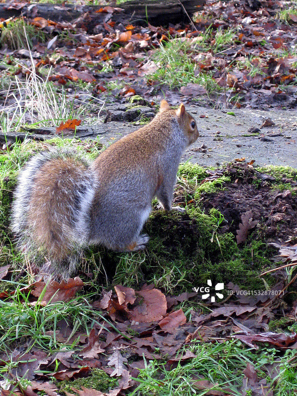 野生动物图片素材