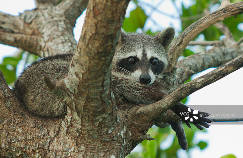 野生动物图片素材