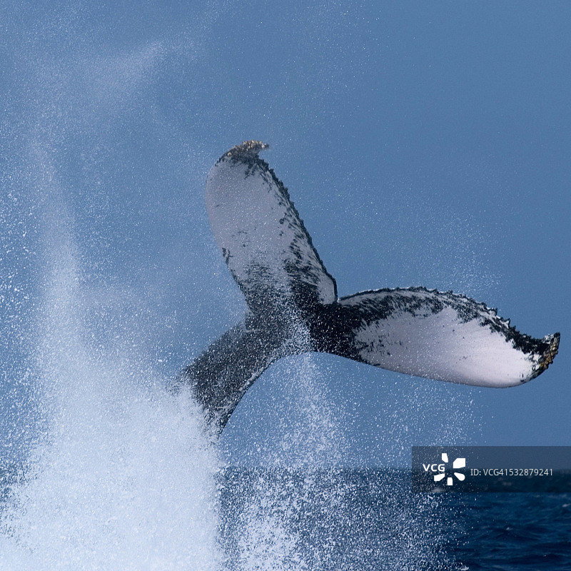野生动物图片素材