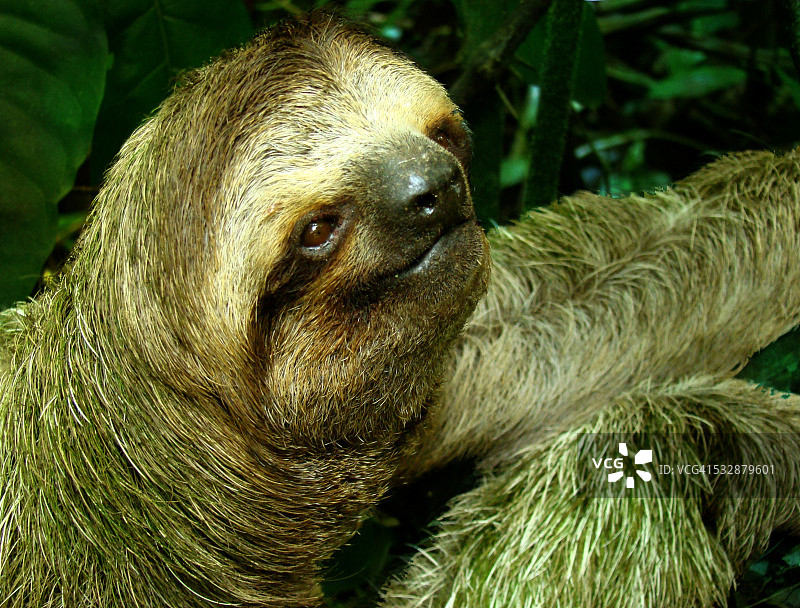 野生动物图片素材