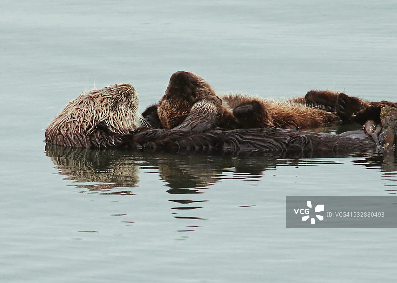 野生动物图片素材