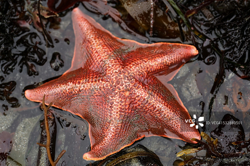 野生动物图片素材