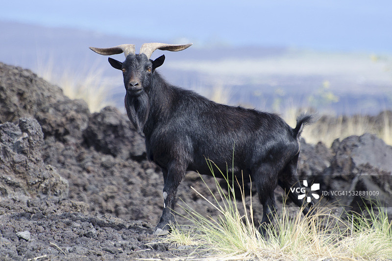 野生动物图片素材