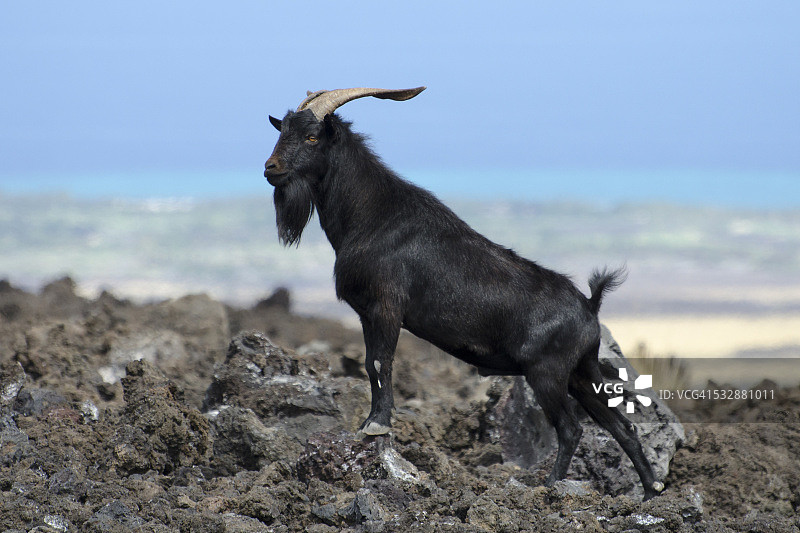 野生动物图片素材
