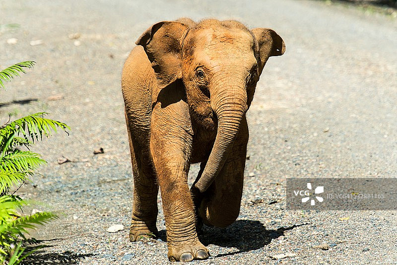野生动物图片素材