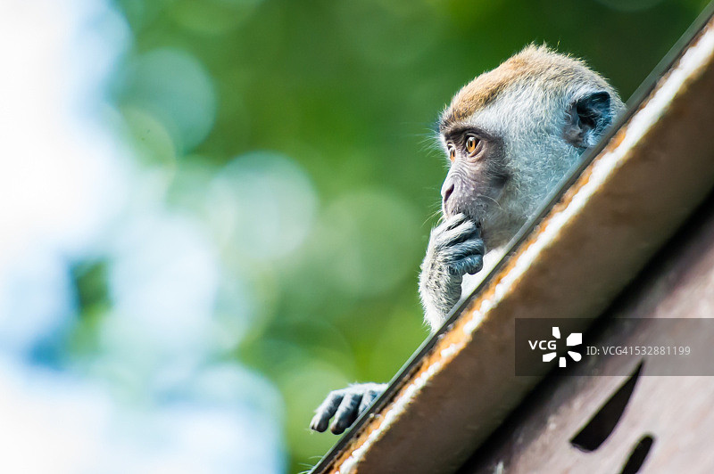 野生动物图片素材
