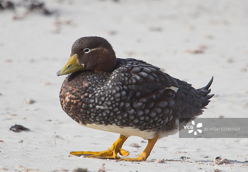 野生动物图片素材