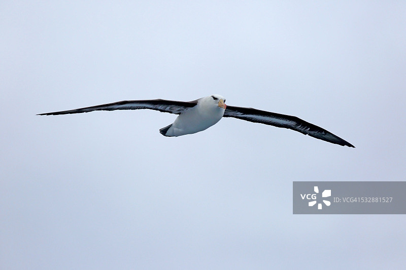 野生动物图片素材