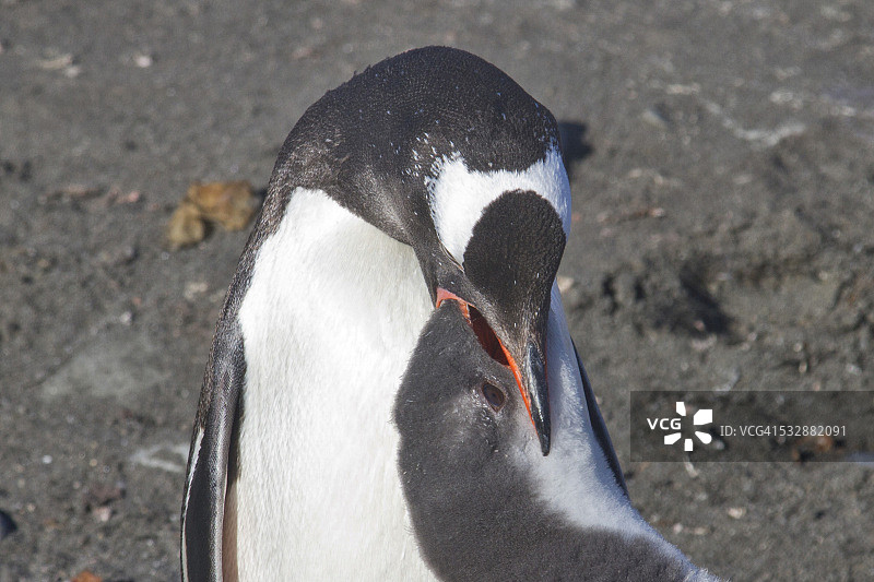 野生动物图片素材