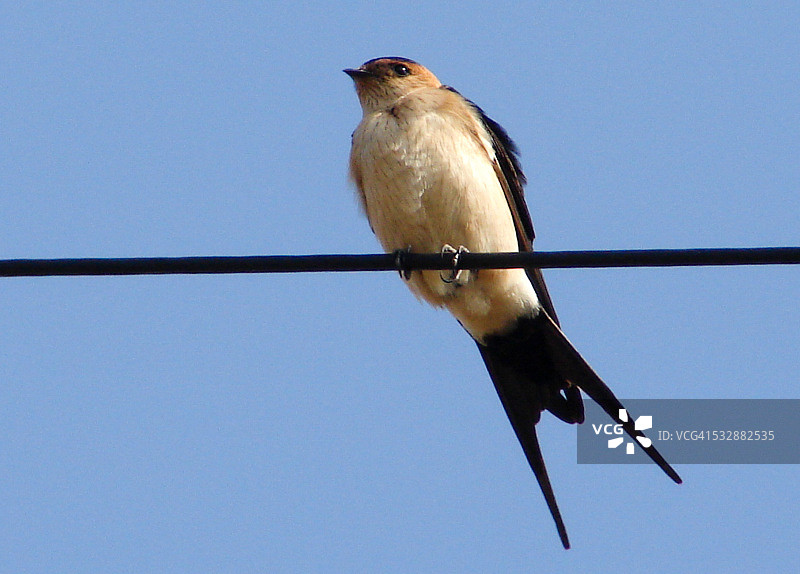 野生动物图片素材