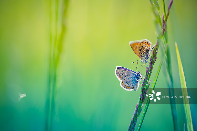 草地上的蝴蝶特写图片素材
