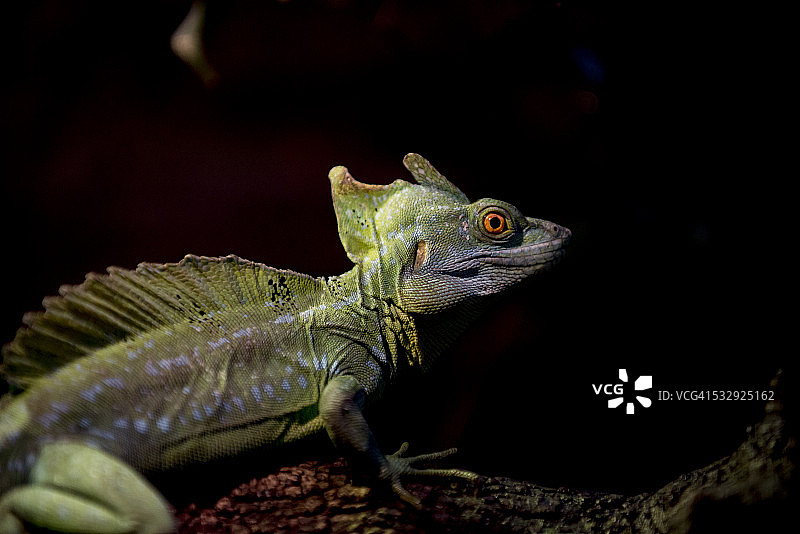 绿冠蜥图片素材