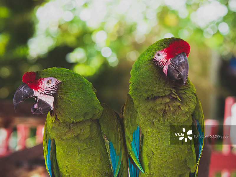 两只军用金刚鹦鹉图片素材
