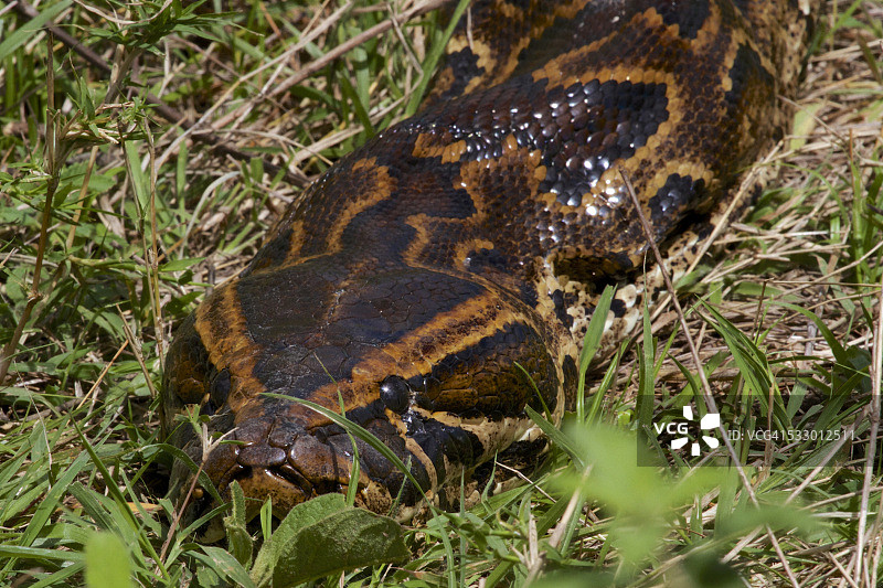 巨型5米岩蟒的头部特写图片素材
