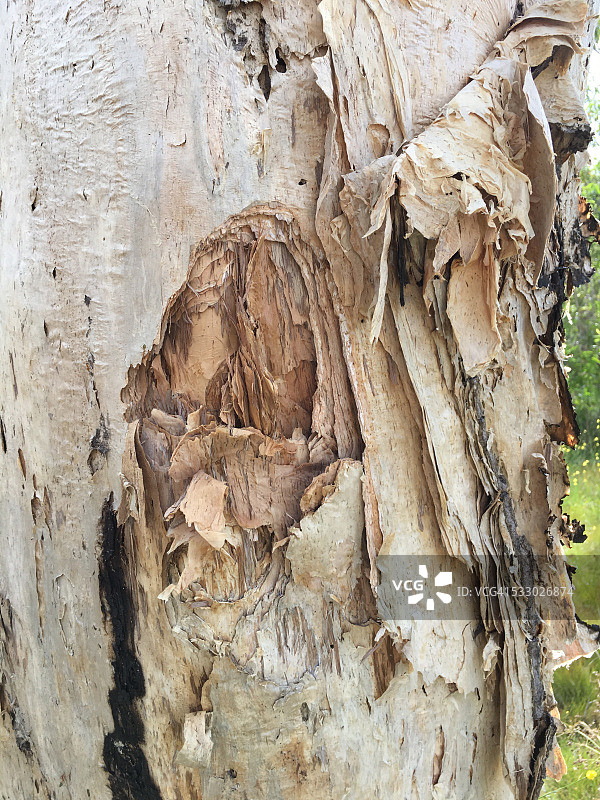 澳大利亚北部领地白千层树（竖版）图片素材