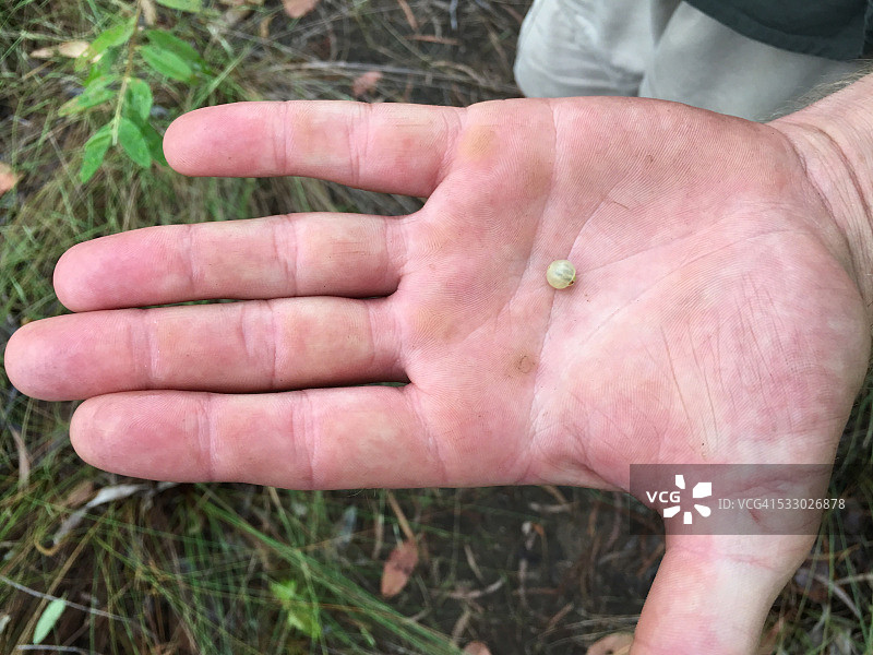 手持灌木土豆，澳大利亚北部地区图片素材