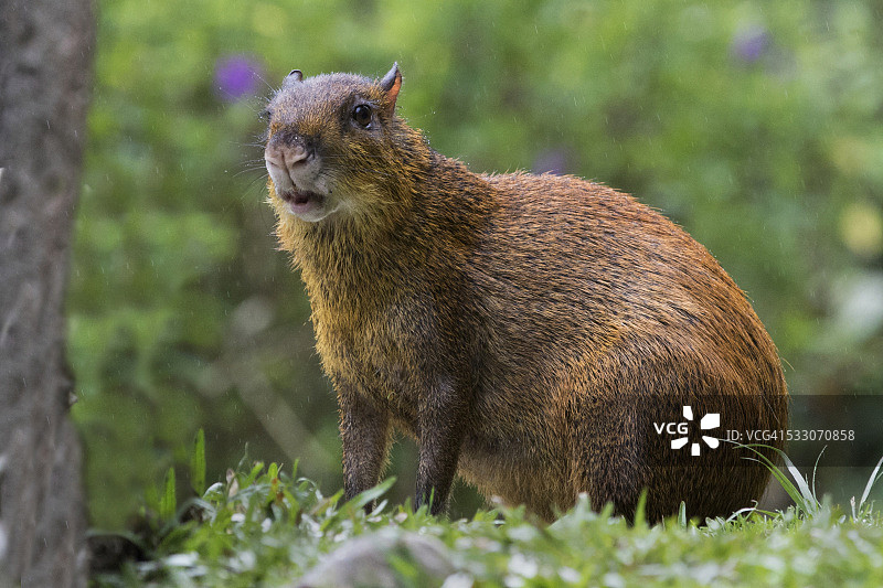 刺豚鼠图片素材